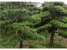 产品展示 湖南长沙市雨花区精彩园林绿化苗木场