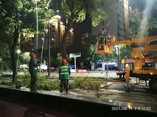 兴化市园林绿化服务中心为城区行道树 塑身
